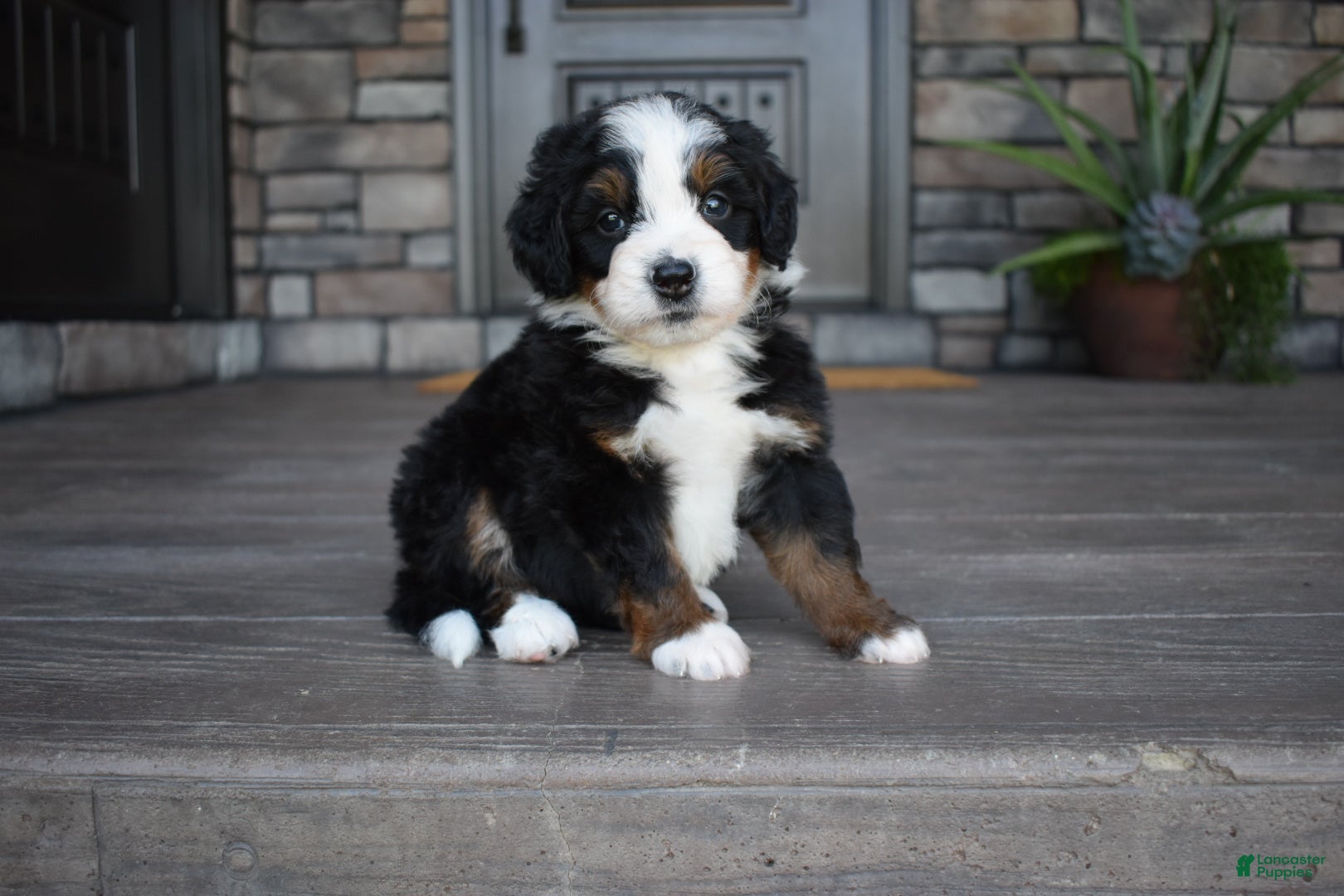 Mini Bernedoodle dogs Cruz - Ad 1