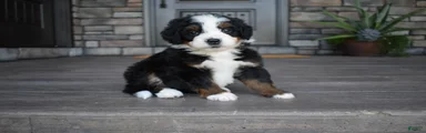 Cruz