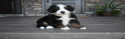 Mini Bernedoodle dogs for sale: Cruz - Ad 1