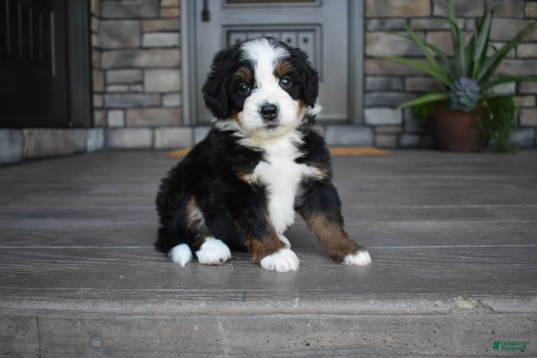 Mini Bernedoodle dogs for sale: Cruz - Ad 1