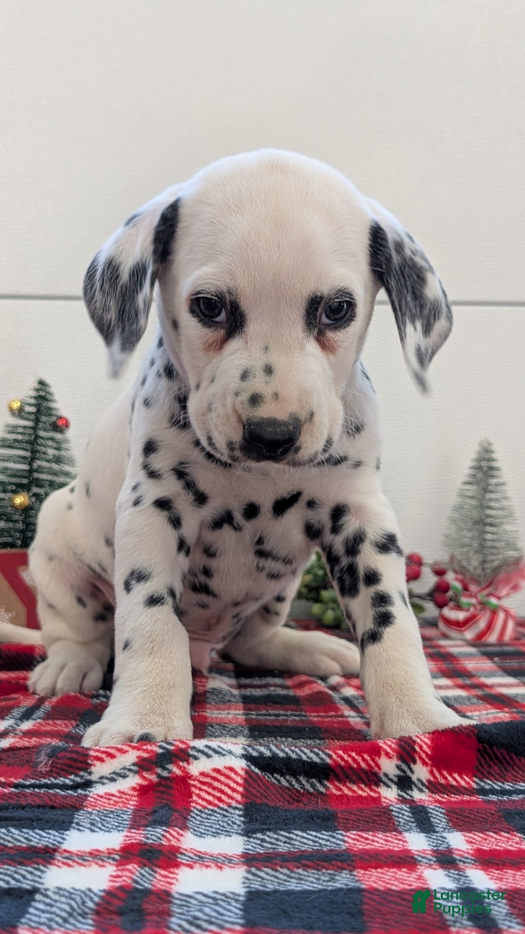 Dalmatian dogs for sale: Jack - Ad 5