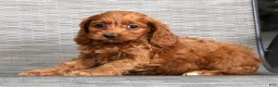 Cockapoo dogs for sale: Milky Way - Ad 9