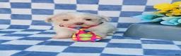 Mixed Breed dogs for sale: Linen - Ad 8