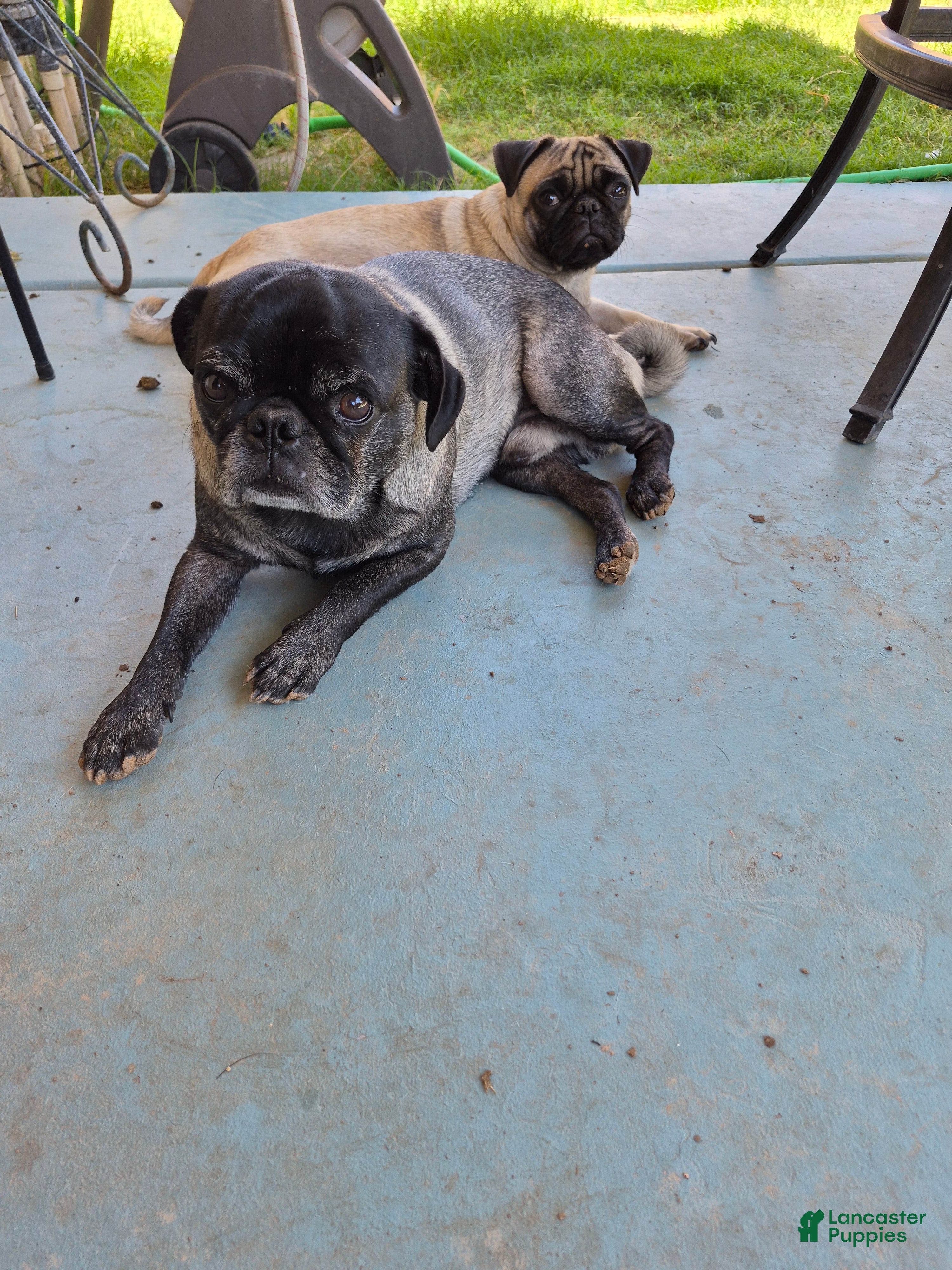 Pug dogs for sale: Pug Puppy 1 - Ad 2