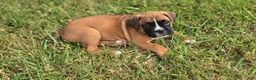 Boxer dogs for sale: Twinny - Ad 3