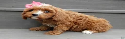 Cavapoo dogs for sale: Honey - Ad 4