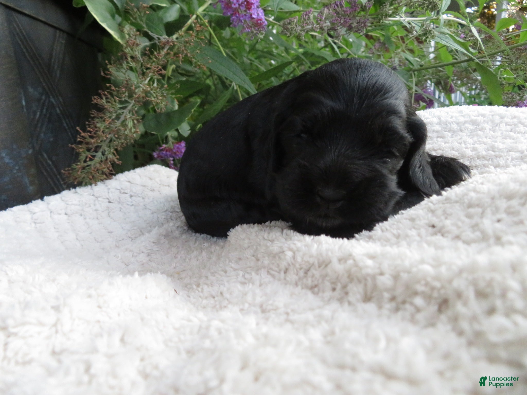 Cocker Spaniel dogs Fawn - Ad 2