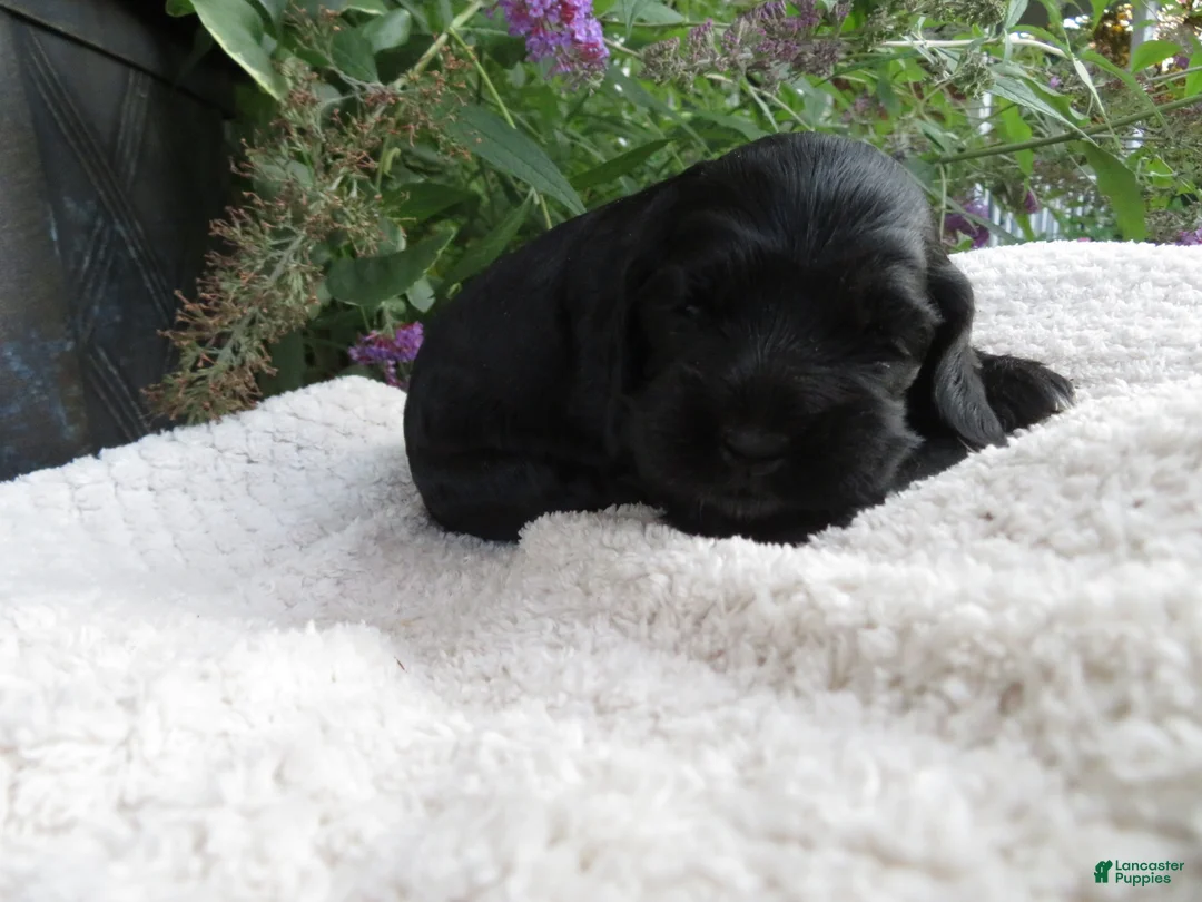 Cocker Spaniel dogs for sale: Fawn - Ad 2