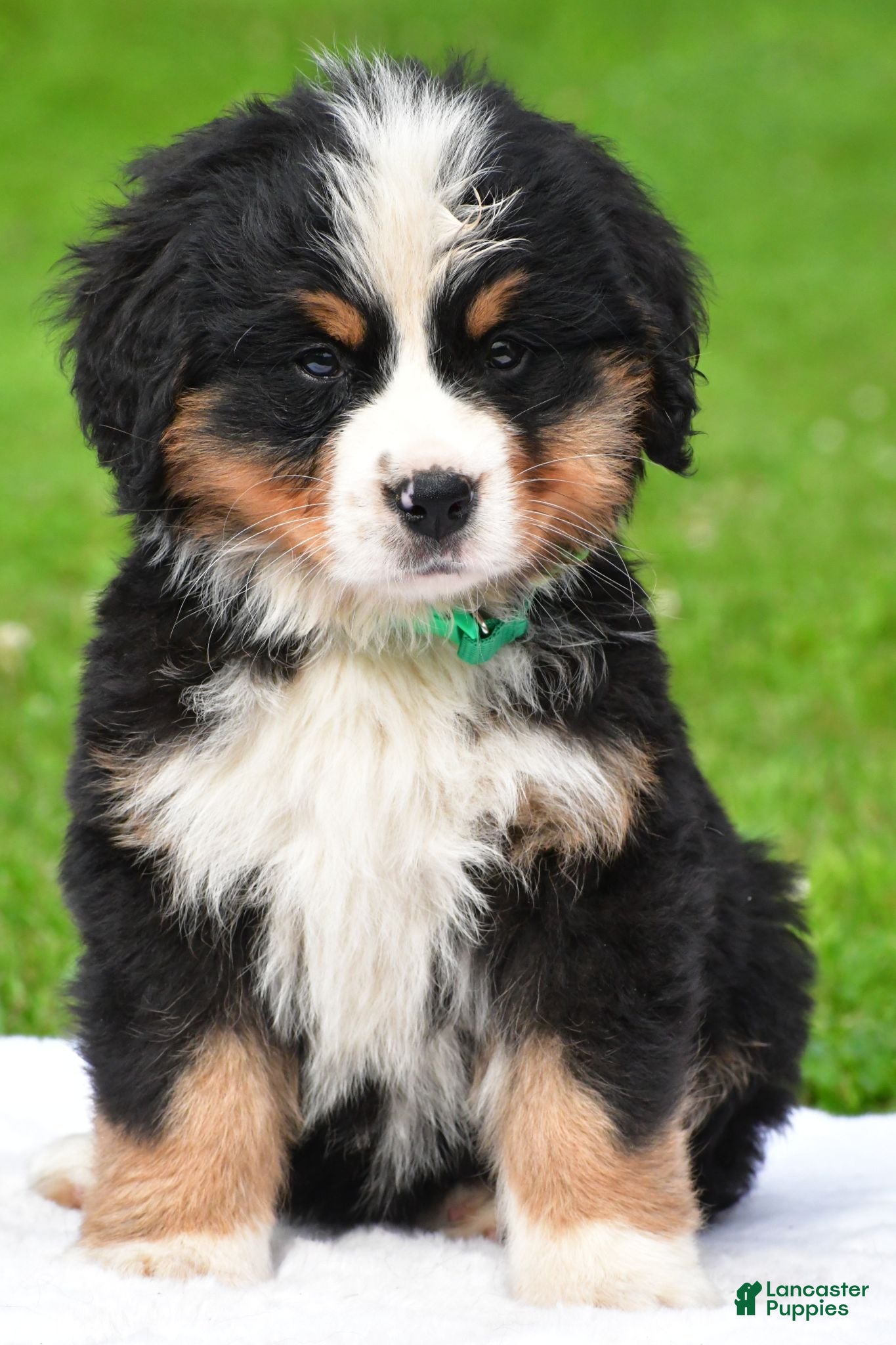 Bernese Mountain Dog dogs Nellie - Ad 2
