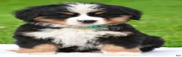 Bernese Mountain Dog dogs for sale: Nellie - Ad 2
