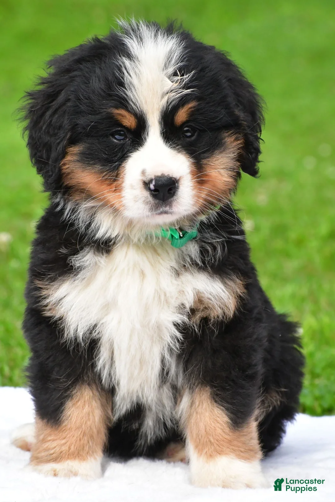 Bernese Mountain Dog dogs for sale: Nellie - Ad 2