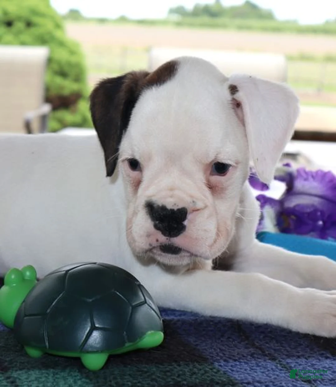 Boxer dogs for sale: Harper - Champ lines - Ad 2