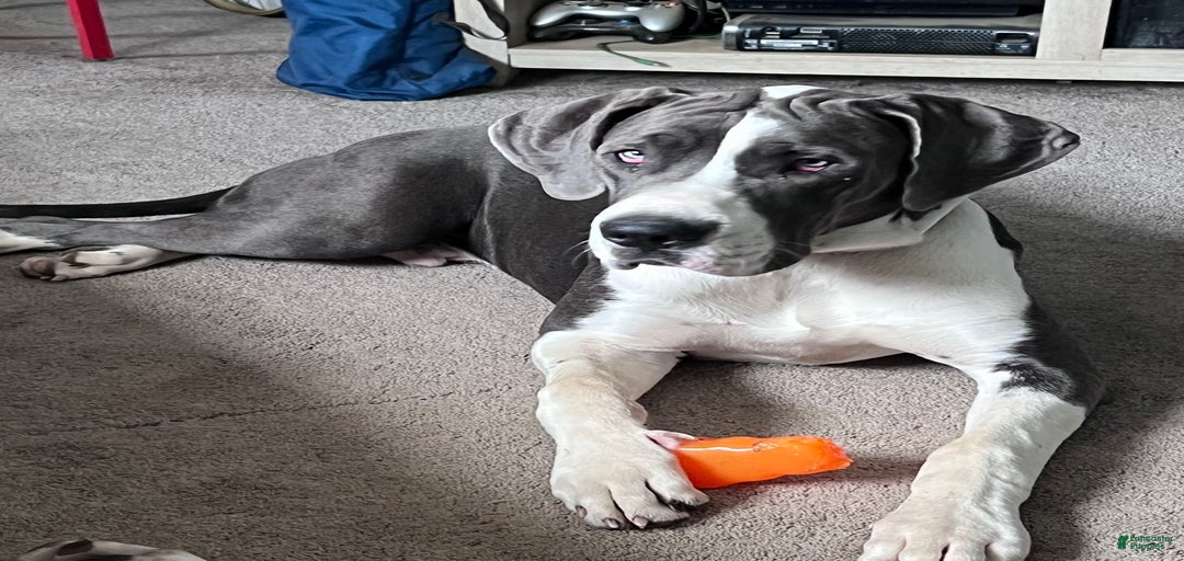 Gallery Image {{count}}