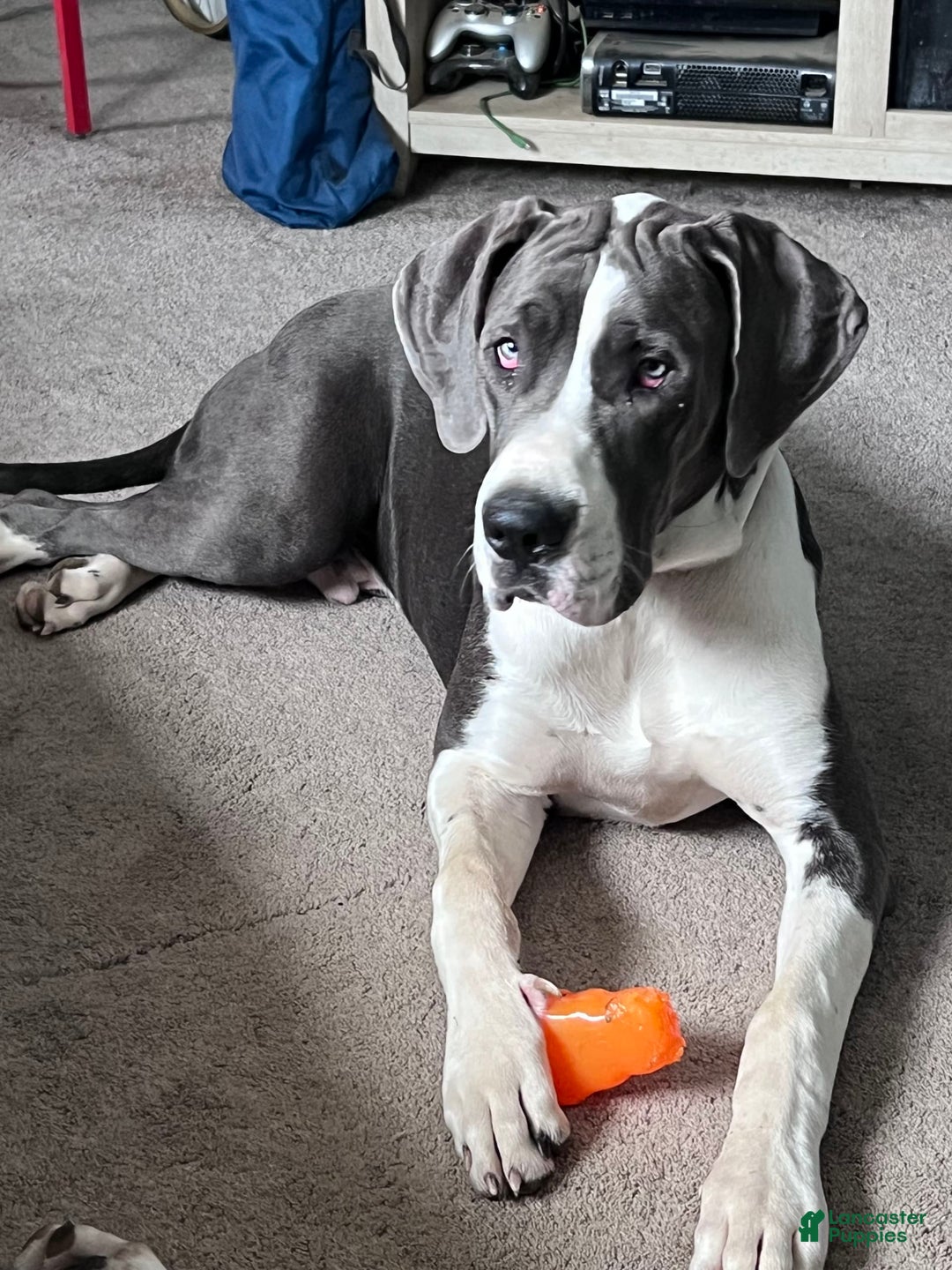 Gallery Image {{count}}