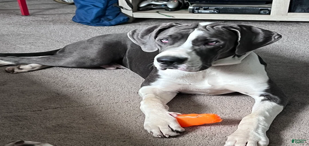 Gallery Image {{count}}