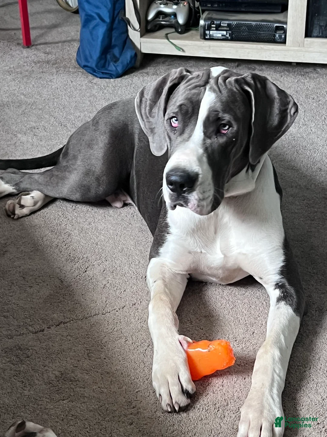 Gallery Image {{count}}