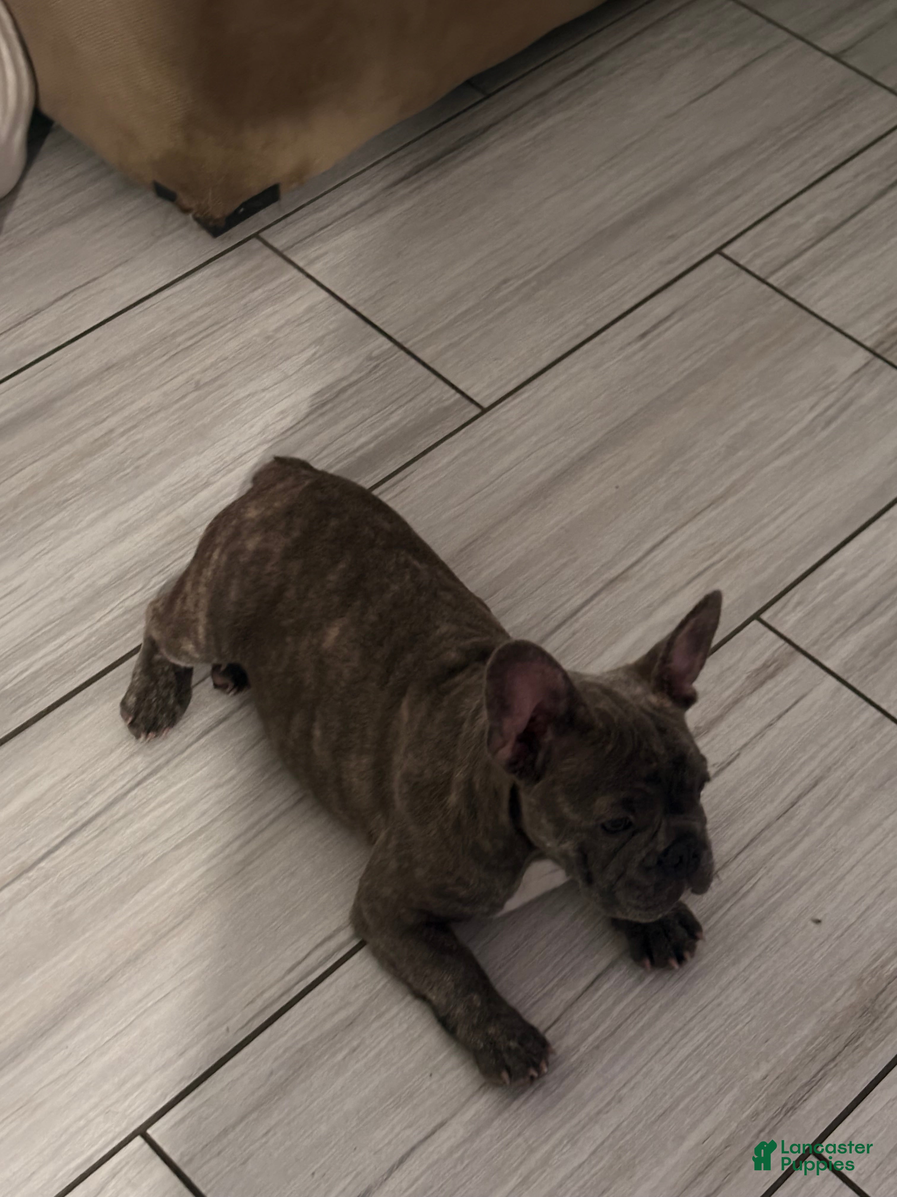 French Bulldog dogs Nico - Ad 2