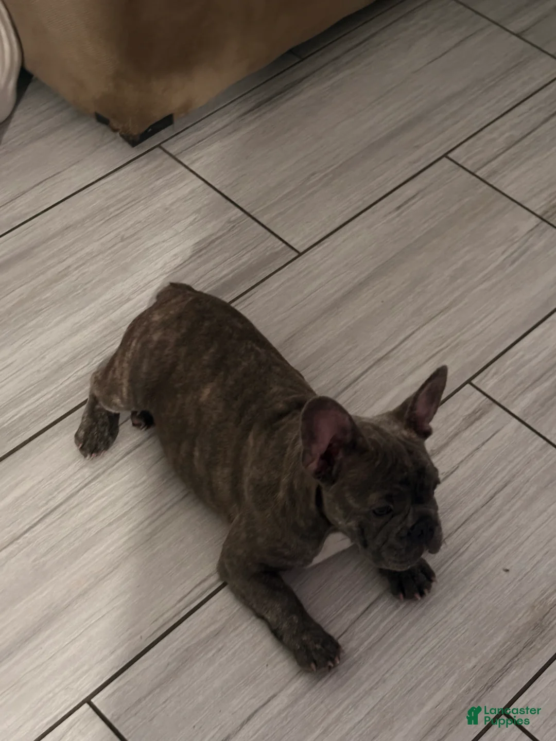 French Bulldog dogs for sale: Nico - Ad 2