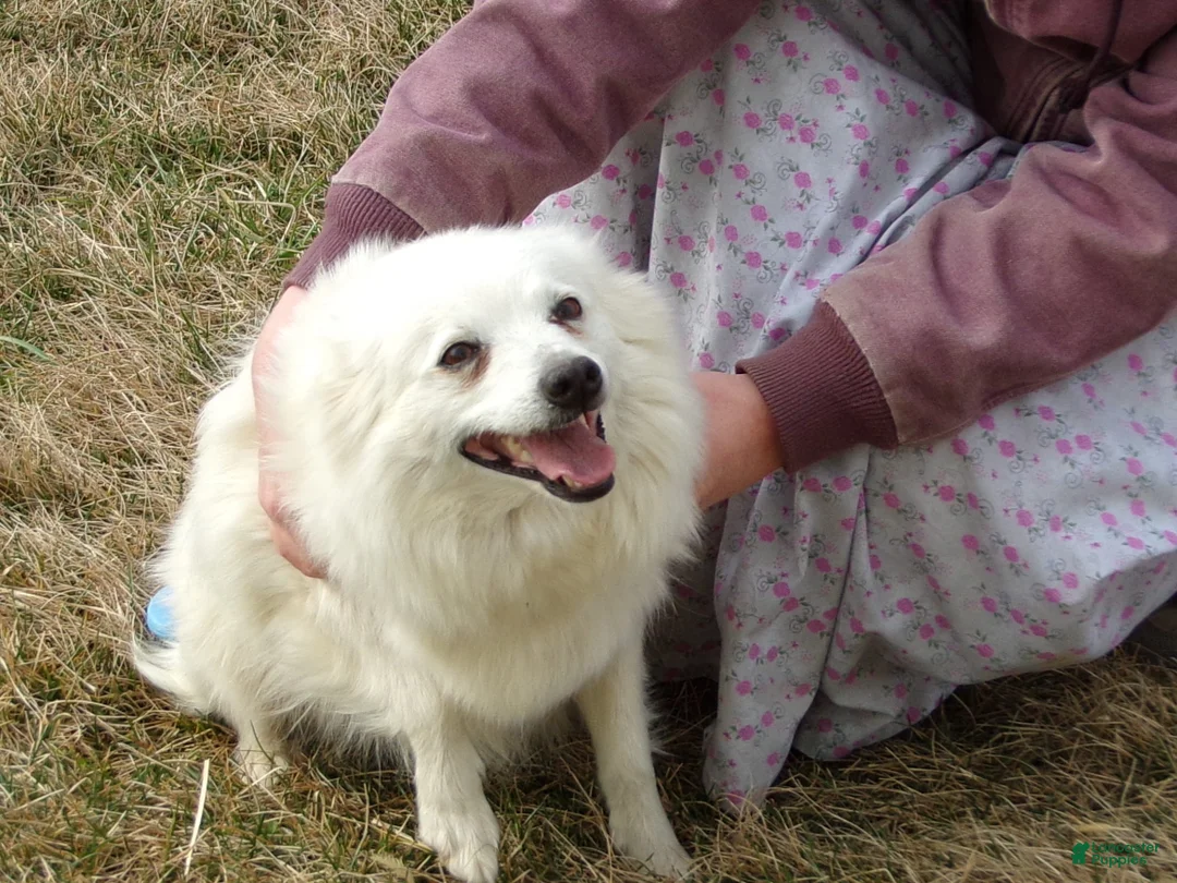 American Eskimo dogs for sale: Princess - Ad 8