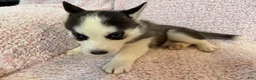 Siberian Husky dogs for sale: Princess Nimue - Ad 12