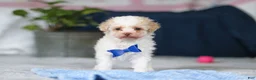 Toy Poodle dogs for sale: Crisco - Ad 9