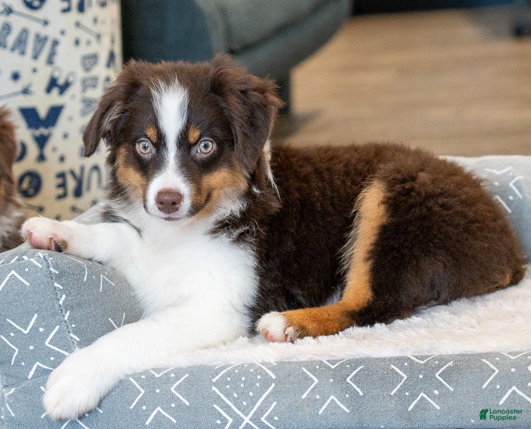 Miniature Australian Shepherd dogs Rugar - Ad 2