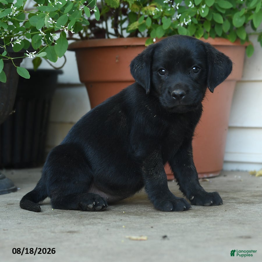 Labrador Retriever dogs Palmer - Ad 2