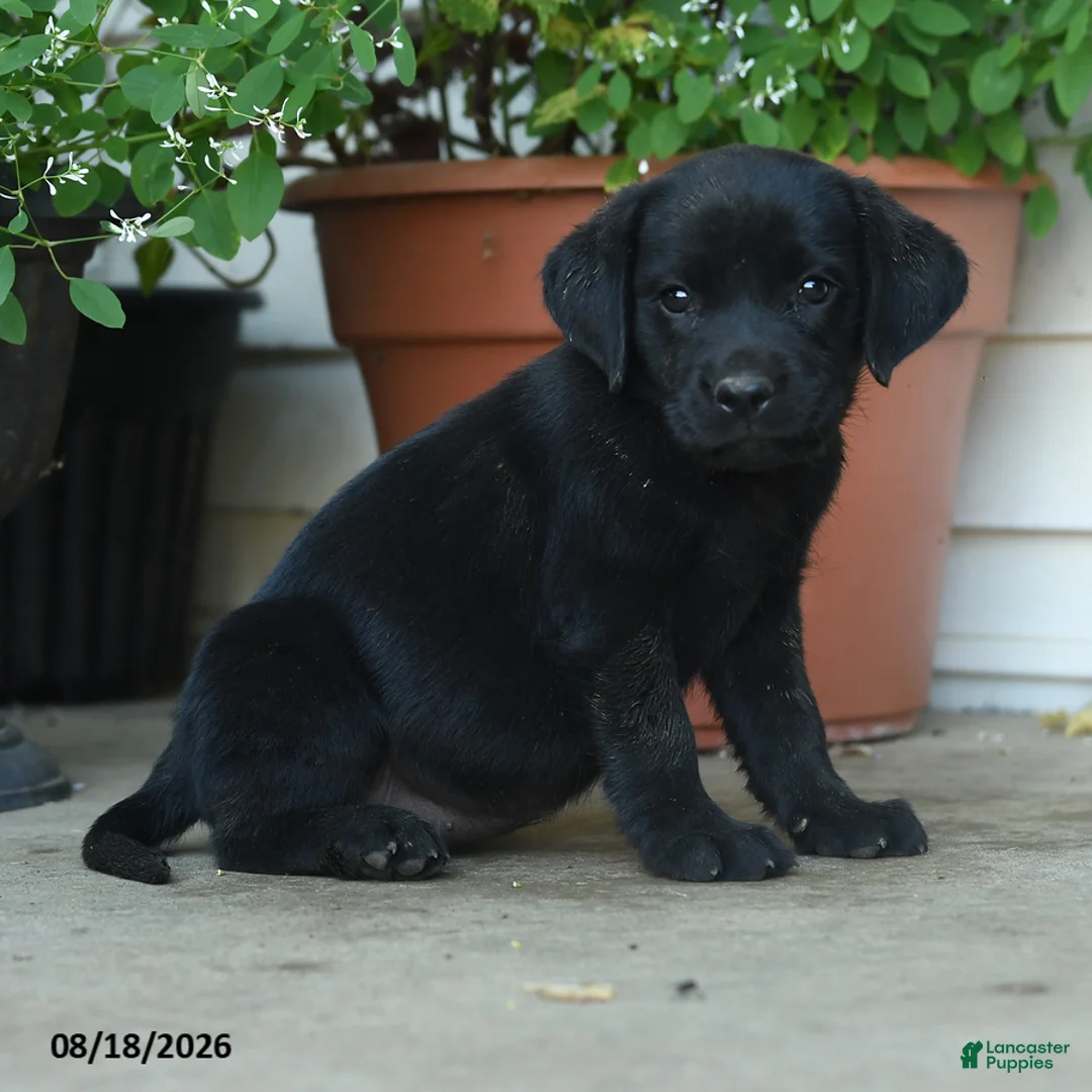 Labrador Retriever dogs for sale: Palmer - Ad 2