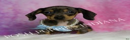 Miniature Dachshund dogs for sale: Charles - Ad 4