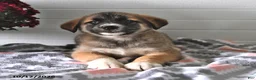 Mixed Breed dogs for sale: Stormy - Ad 3