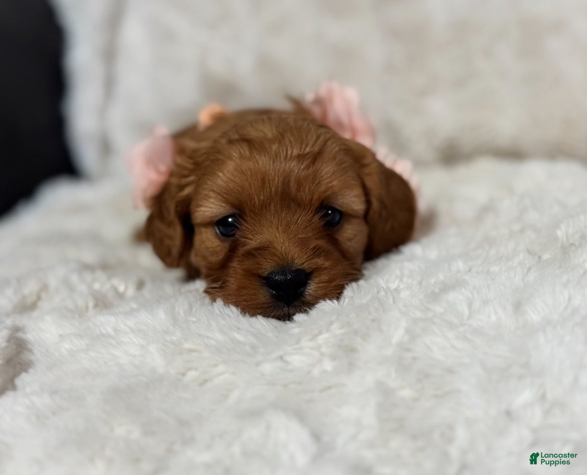 Cavapoo dogs Rosa - Ad 28