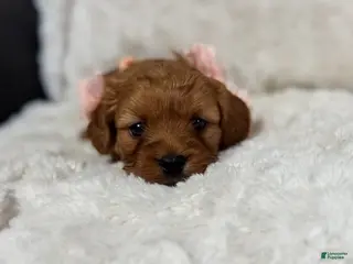 Cavapoo dogs Rosa - Ad 28