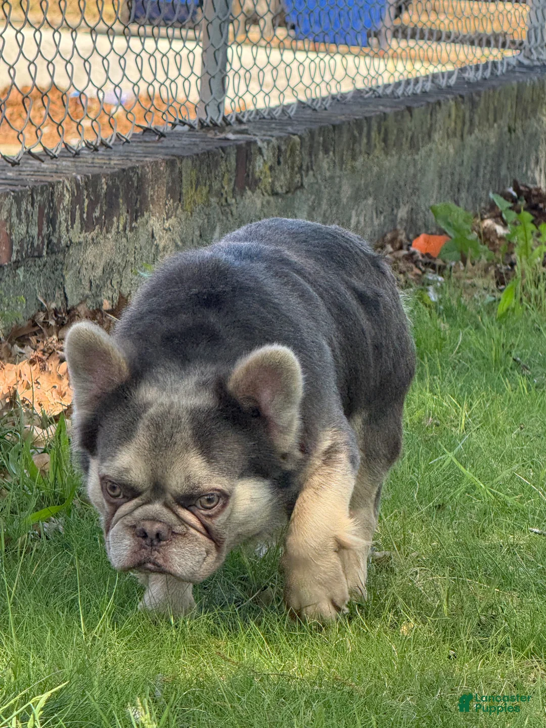 French Bulldog dogs for stud: NYC exotic frenchies - Ad 3