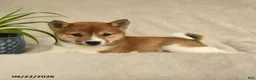 Shiba Inu dogs for sale: Ivanhoe - Ad 3