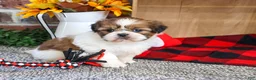 Shih Tzu dogs for sale: Jake - Ad 3