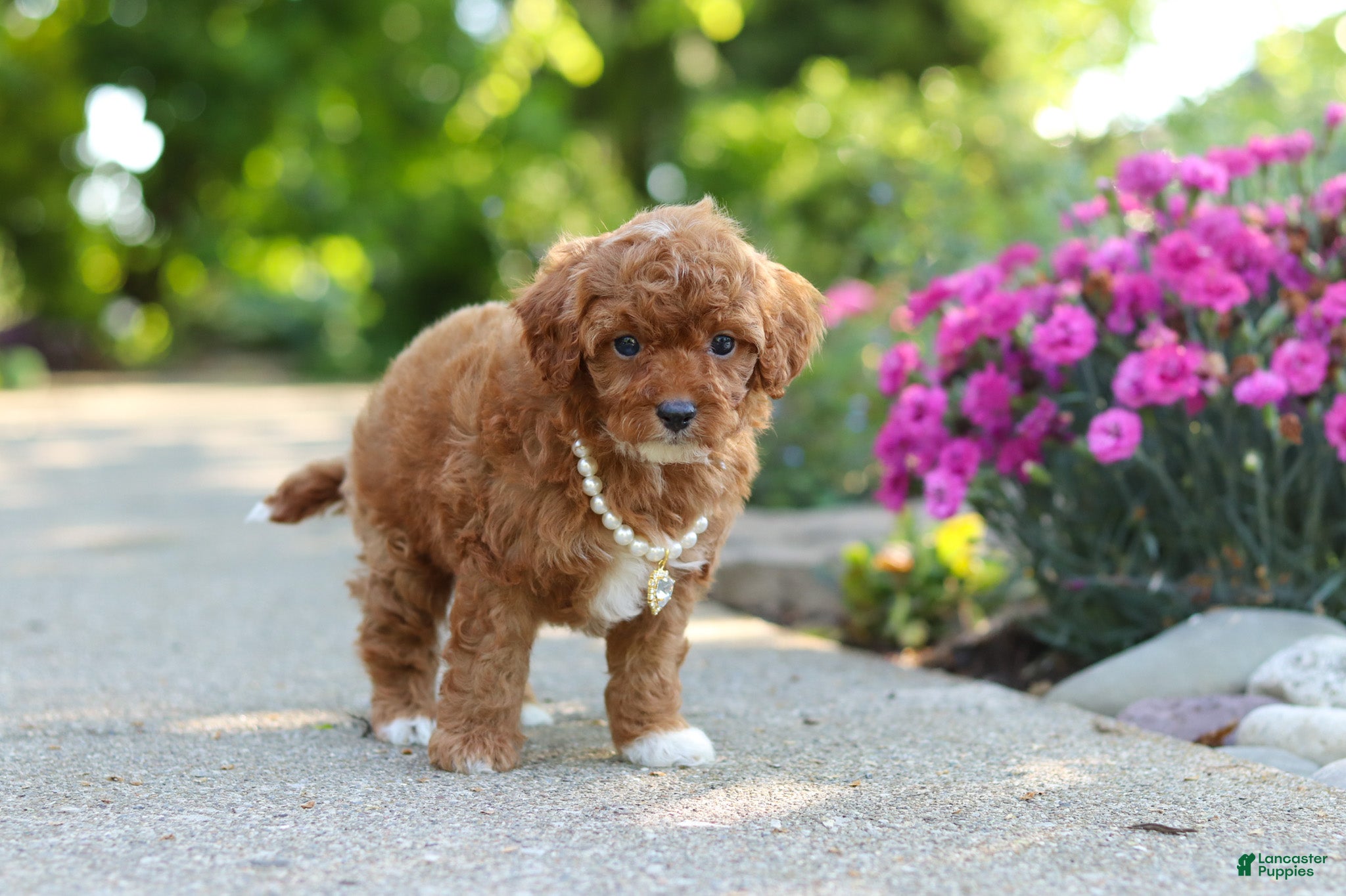 Cavapoo dogs for sale: Maggie - Ad 4