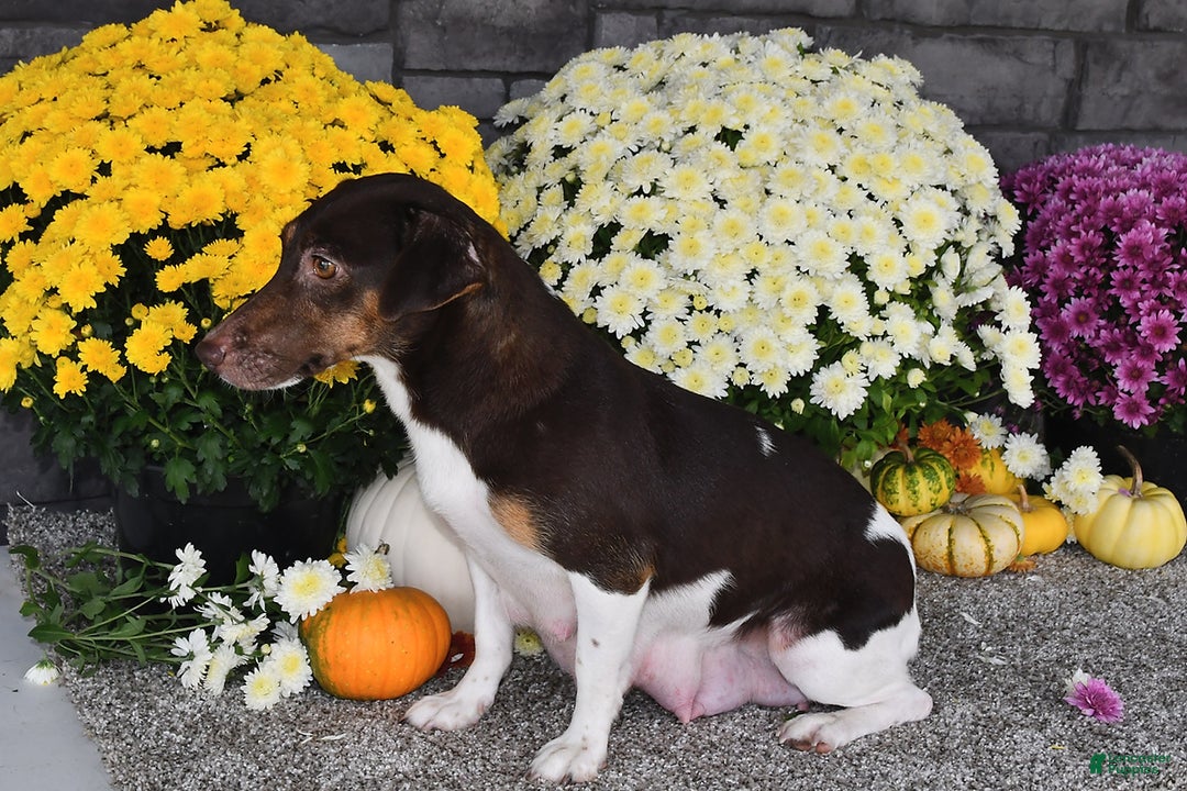 Jack Russell Terrier dogs for sale: Ricky   - Ad 6