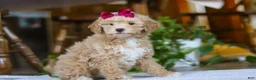 Miniature Poodle dogs for sale: Chloe - Ad 3