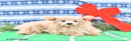 Pomapoo dogs for sale: Teddy Bear - Ad 3