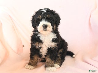 Mini Bernedoodle dogs - Ad 14