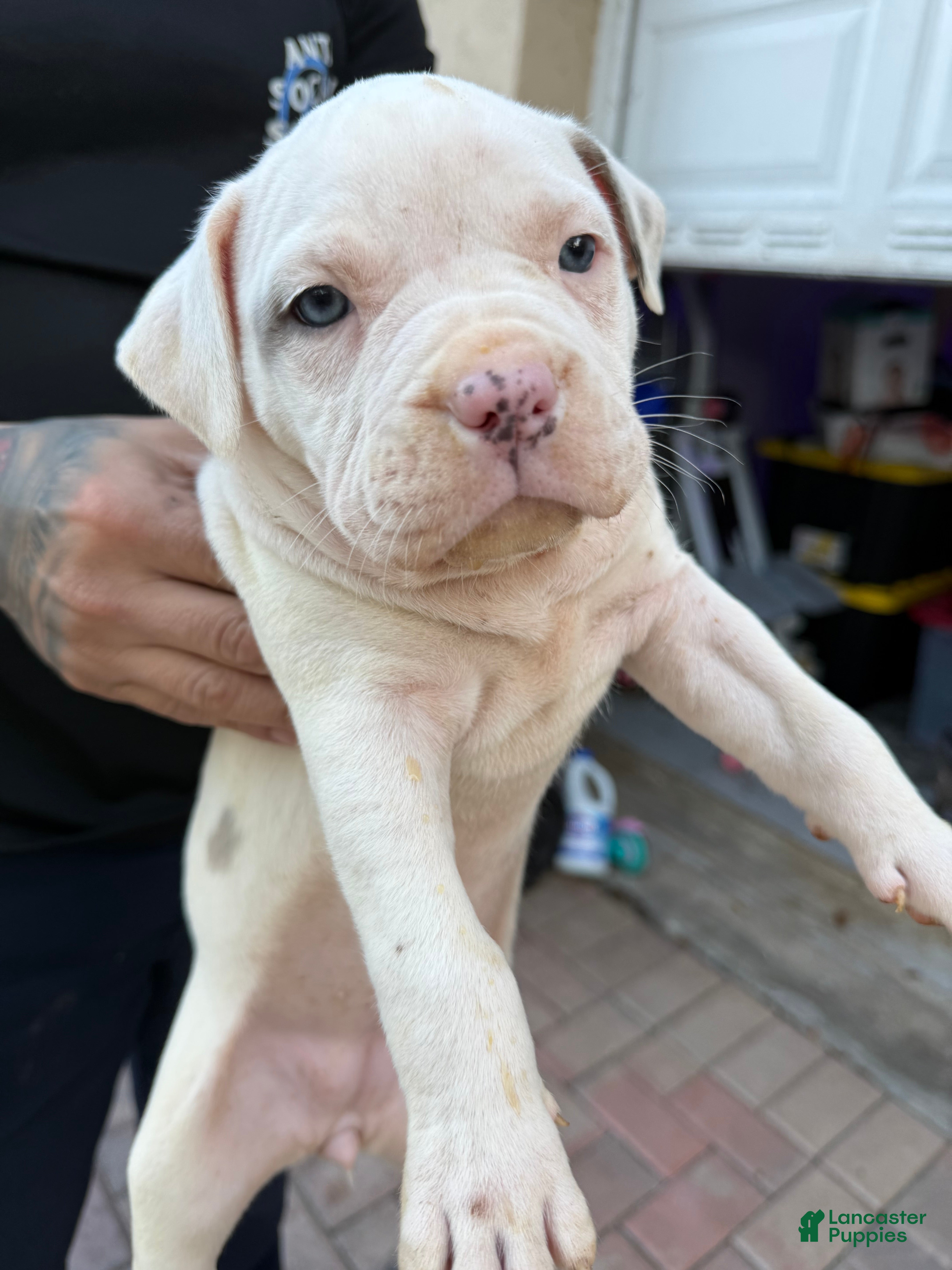 American Bully dogs American Bully Puppy 4 - Ad 5