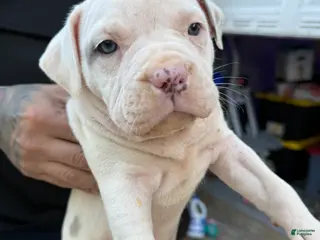 American Bully dogs American Bully Puppy 4 - Ad 5