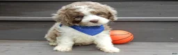 Cockapoo dogs for sale: Royal - Ad 3