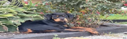 Rottweiler dogs for sale: Maple  - Ad 4