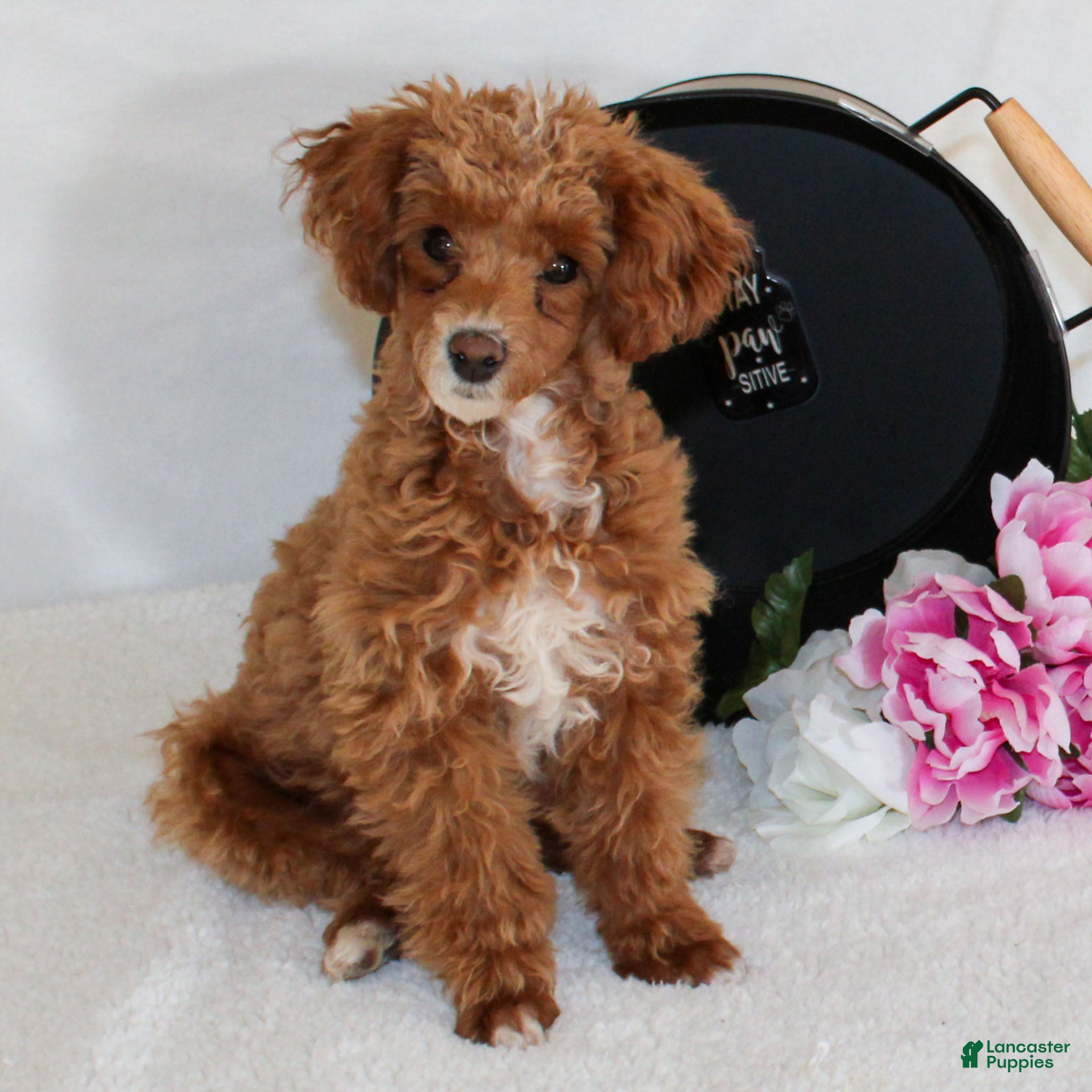 Miniature Poodle dogs Teddy - Ad 14
