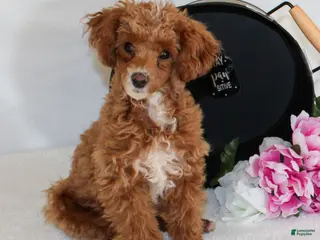 Miniature Poodle dogs Teddy - Ad 36