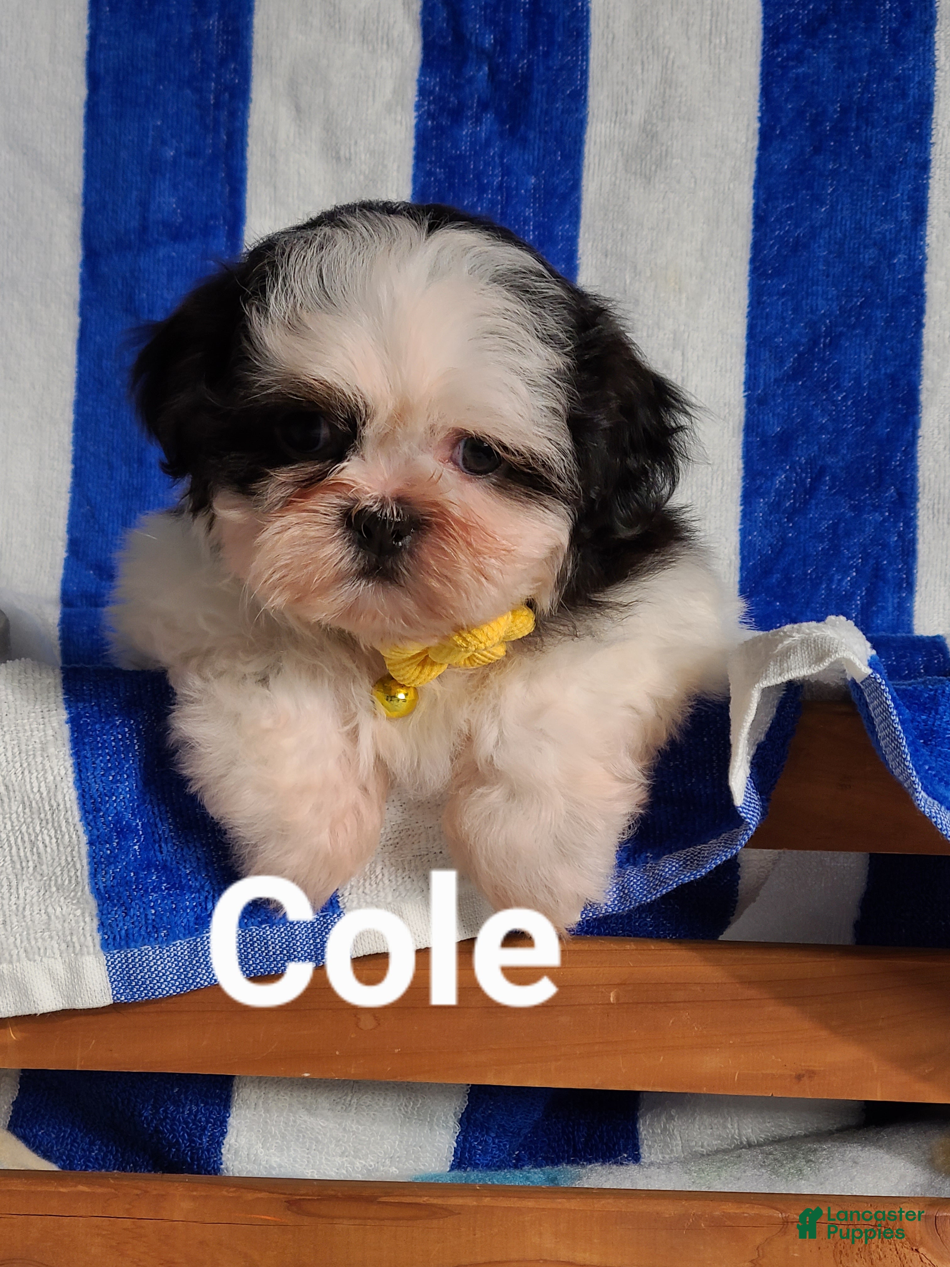 Shih Tzu dogs Cole  - Ad 22