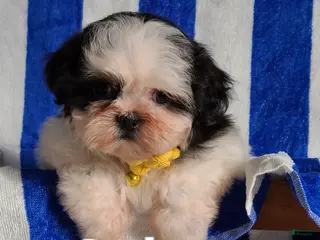 Shih Tzu dogs Cole - Ad 22