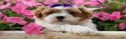 Teddy Bear dogs for sale: TRIXIE - Ad 2