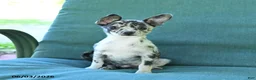 Chihuahua dogs for sale: Pebbles - Ad 2